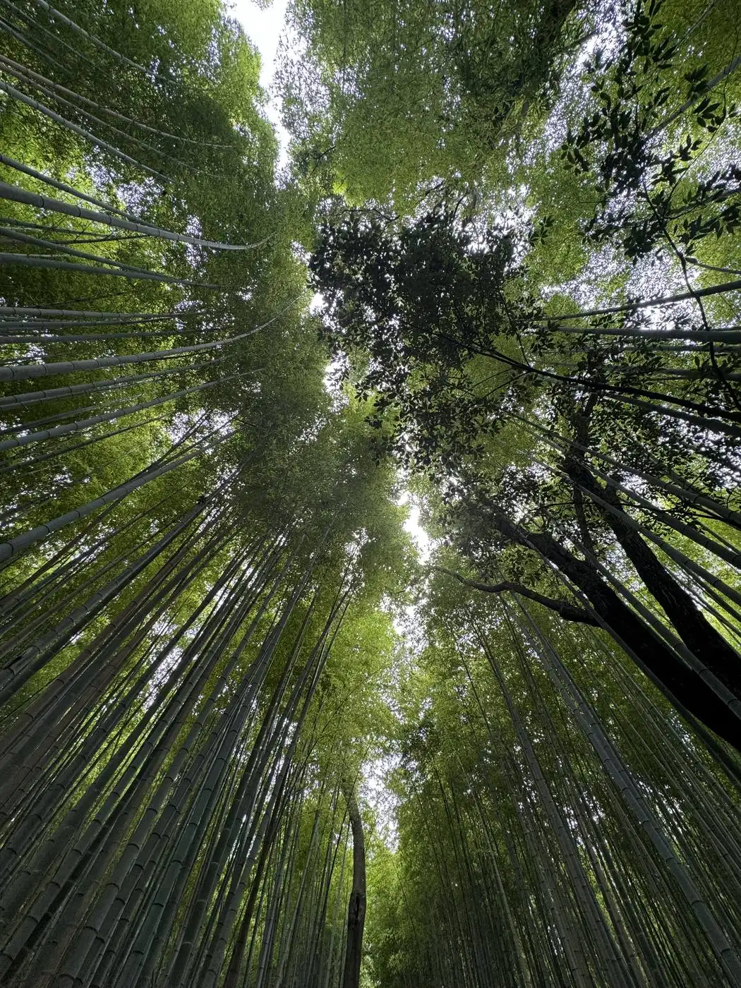 Bamboo canopy looking up to the sky