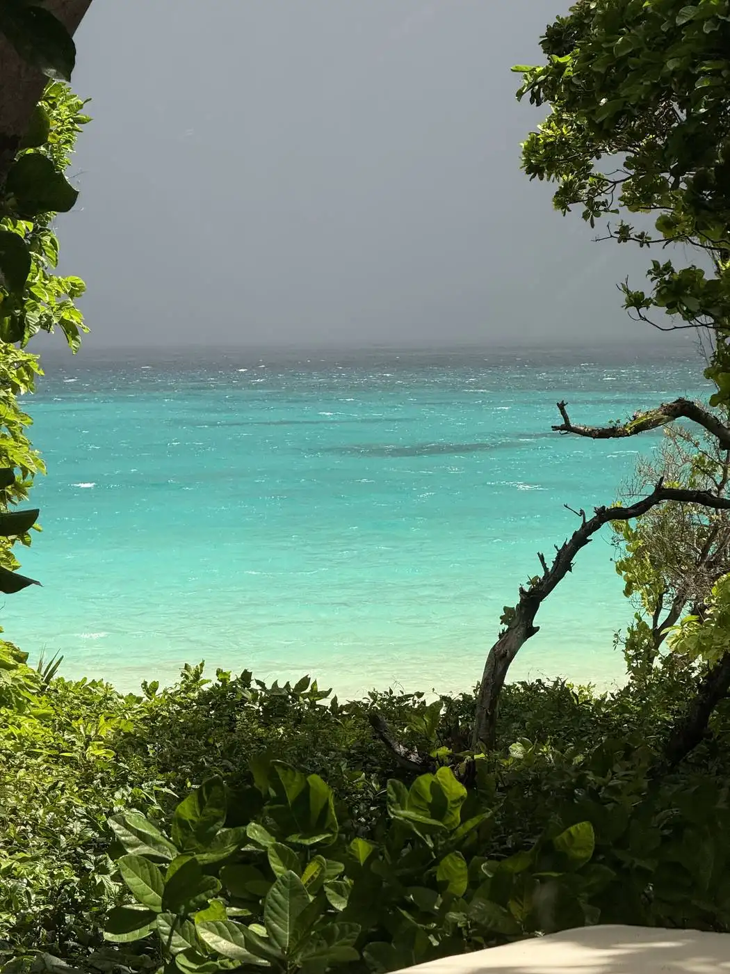 Ocean view framed by coastal trees