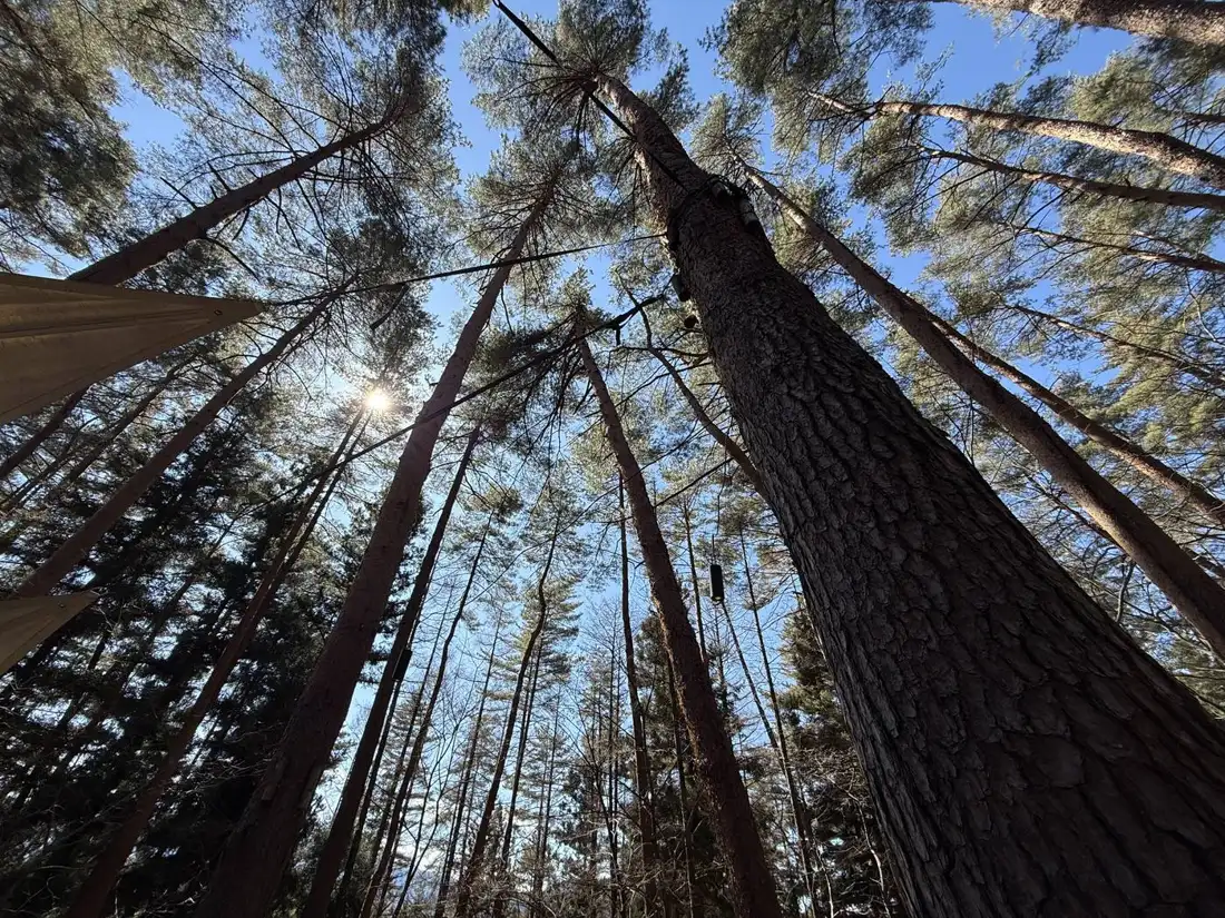 Pine forest canopy looking up to the sky