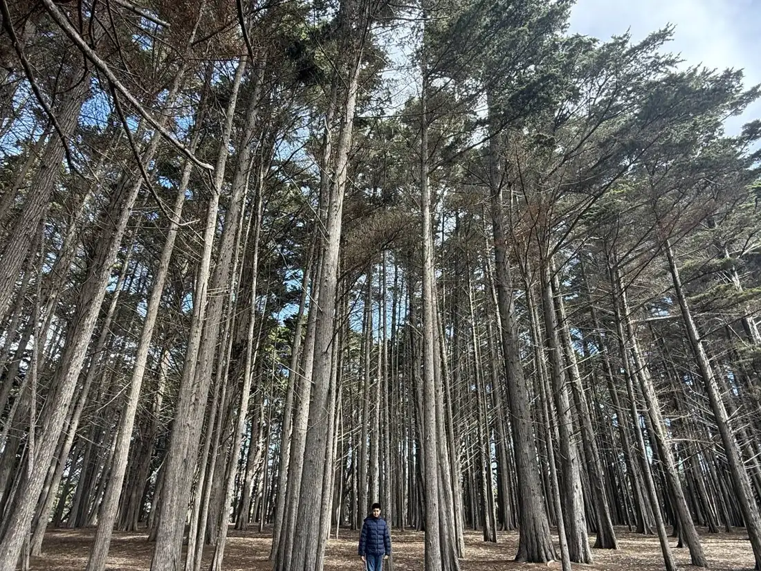 Tall pine forest with figures walking through