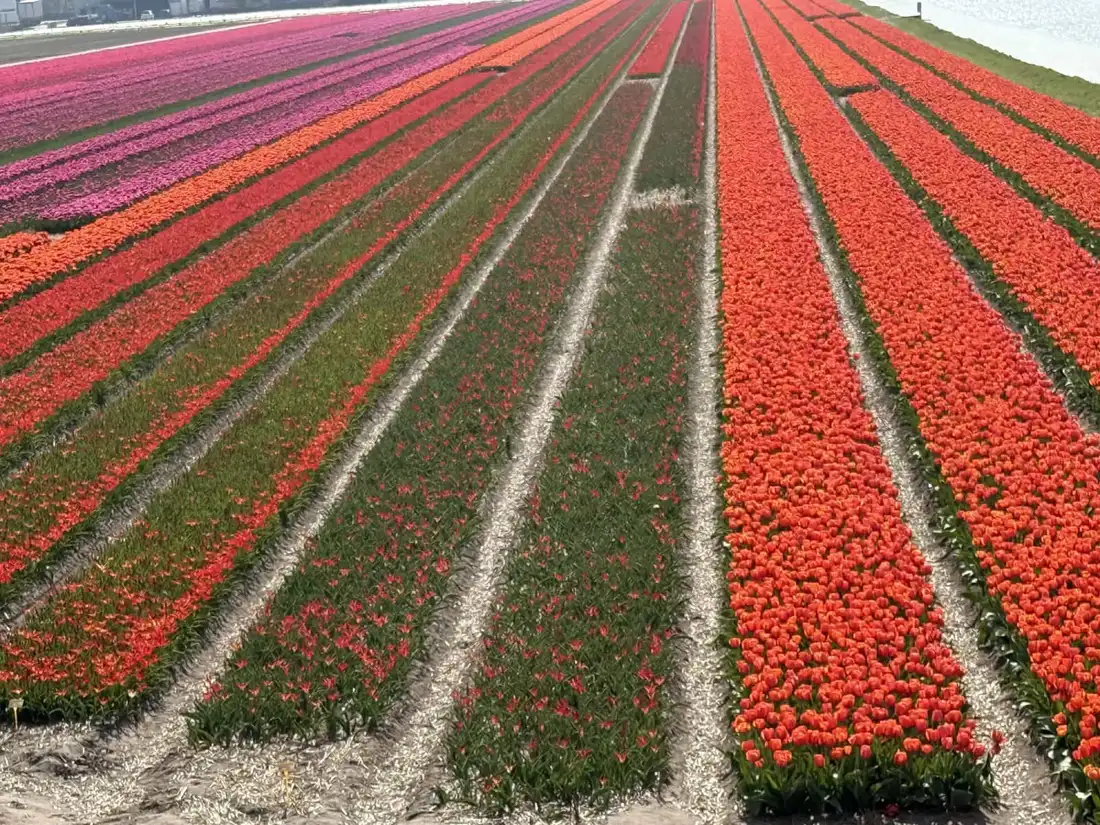 Fields of tulips in bloom