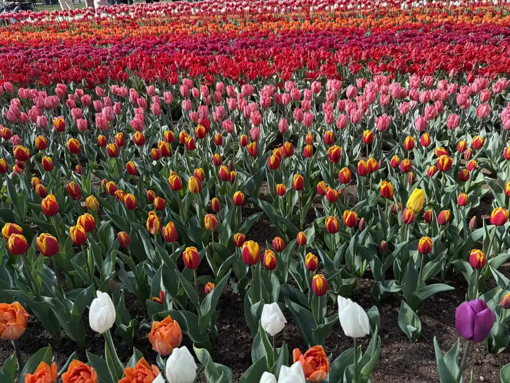 Pink tulips in bloom