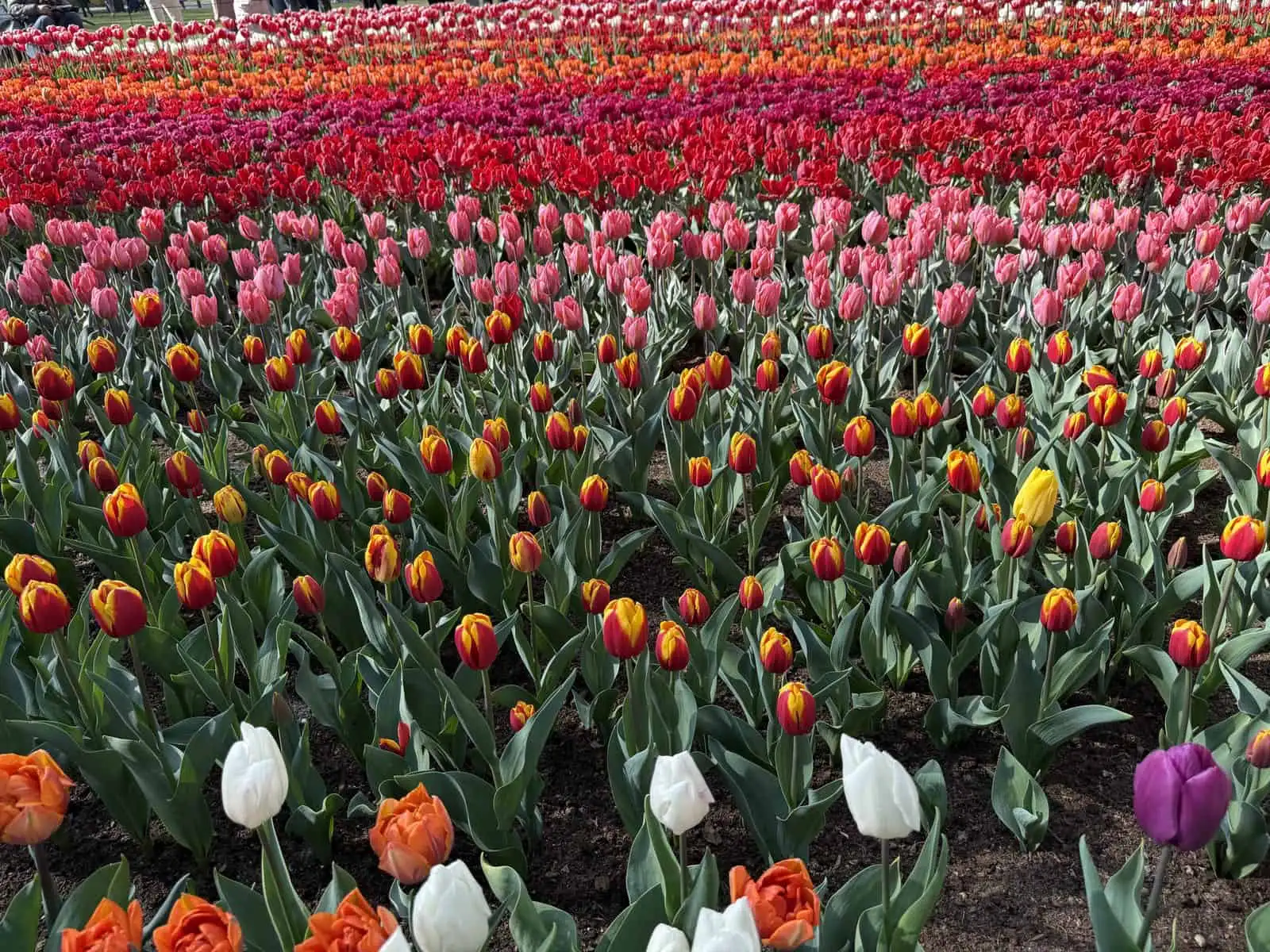 Colorful spring flowers